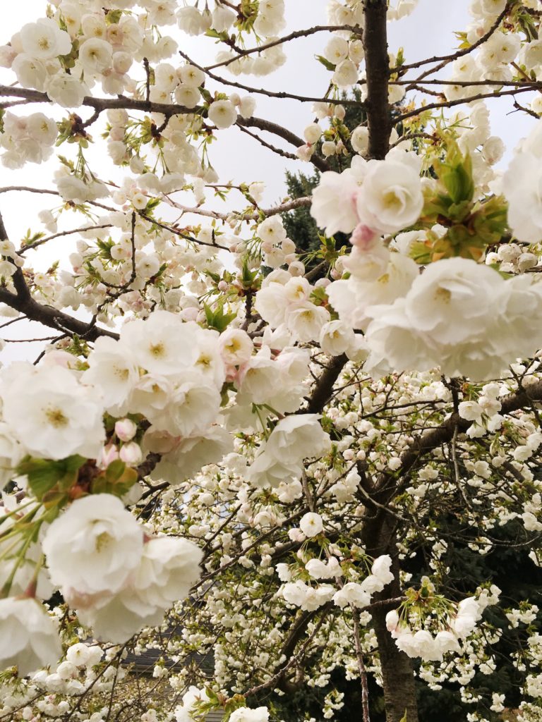 cherry blossoms